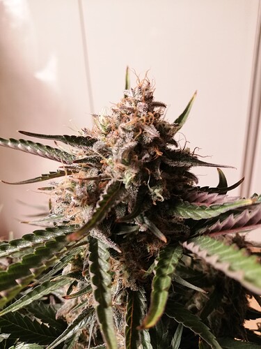 Mimosa_240107-3