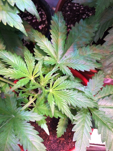 Growreport Bild 23