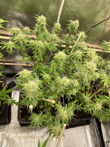 Growreport Bild 9