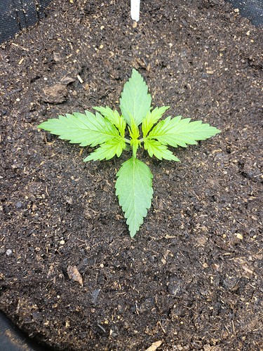 Growreport Bild 7