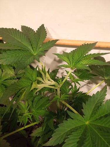 Growreport Bild 35