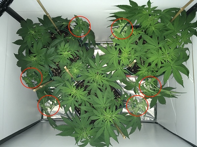 Growreport Bild 1