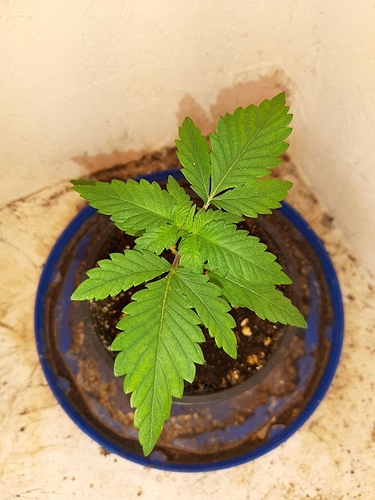 Growreport Bild 2