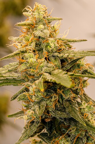 Growreport Bild 3
