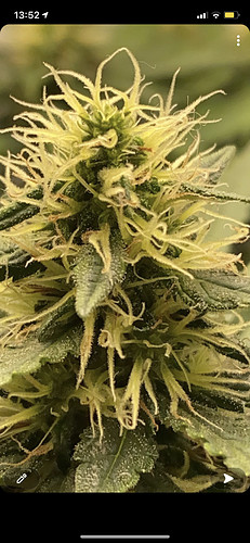 Growreport Bild 1