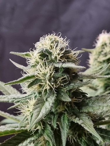 Growreport Bild 3