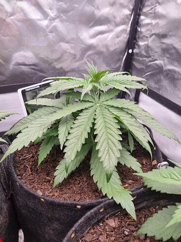 Growreport Bild 20