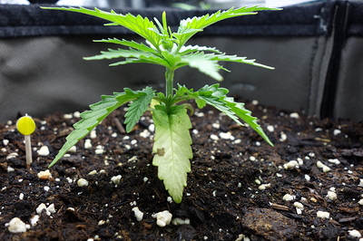 Ein junger Cannabissämling mit hellgrünen Blättern und einem leicht vergilbten unteren Blatt, das auf einen Nährstoffmangel hindeuten könnte. Der Sämling steht in dunkler Erde mit Perlit.