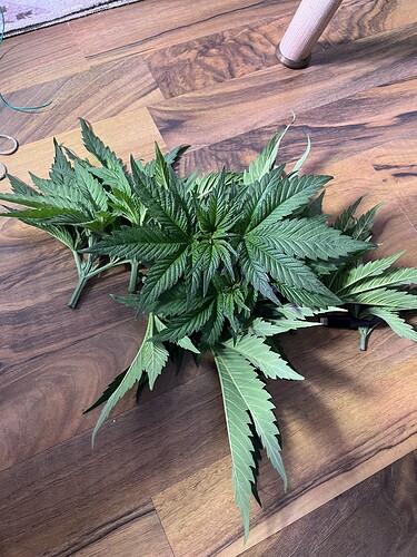 Growreport Bild 9