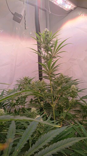 Growreport Bild 7