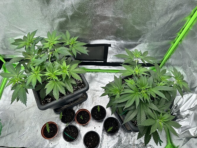 Growreport Bild 20