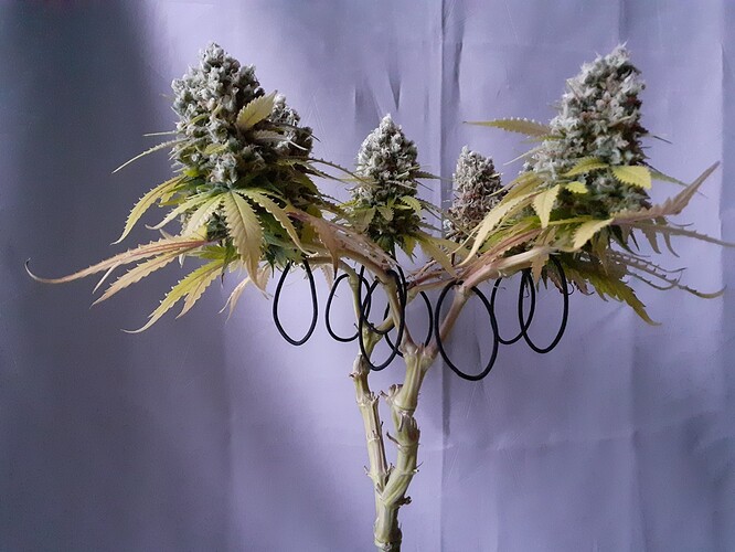 Growreport Bild 191