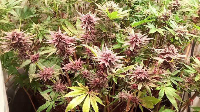 Growreport Bild 91