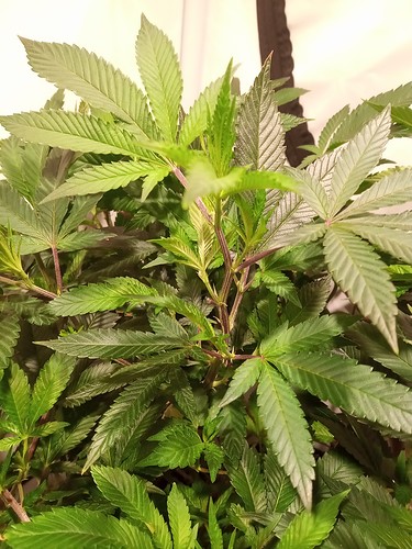 Growreport Bild 46