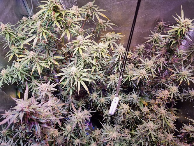 Growreport Bild 58