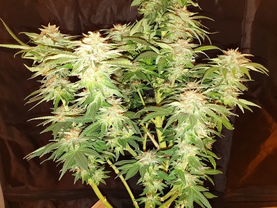 Growreport Bild 17