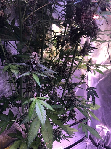 Growreport Bild 29