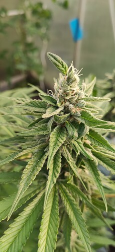 Growreport Bild 4