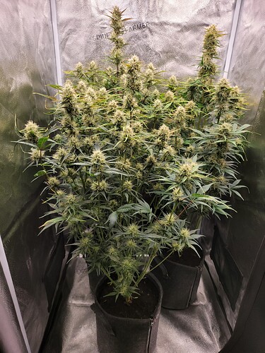 Growreport Bild 9
