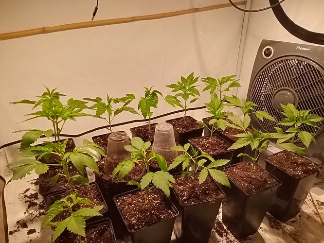 Growreport Bild 3