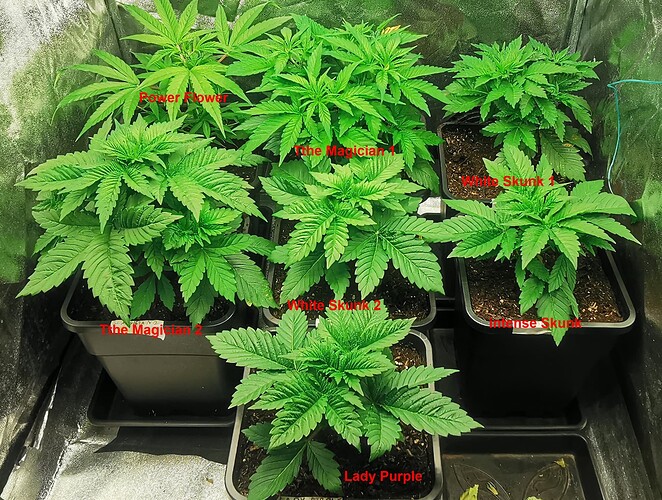 Growreport Bild 1
