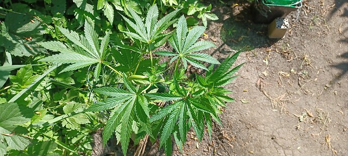 Growreport Bild 6
