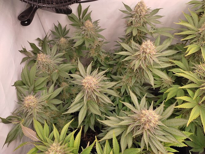 Growreport Bild 24