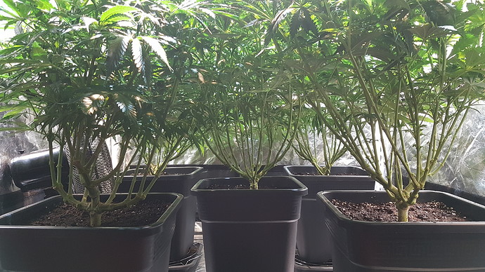 Growreport Bild 7