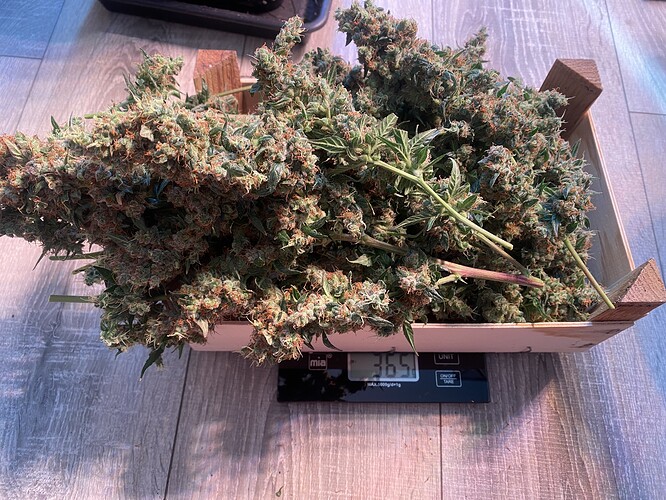 Growreport Bild 1