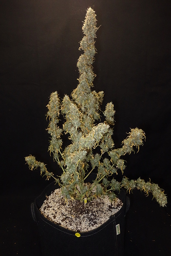 Growreport Bild 4