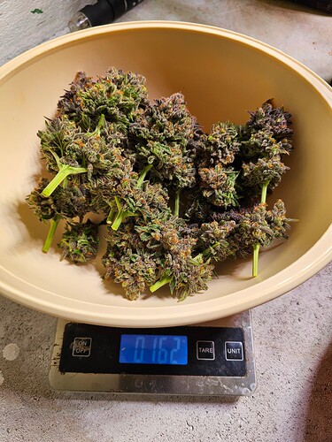 Growreport Bild 31