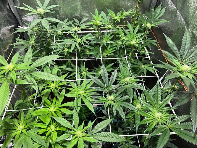 Growreport Bild 19