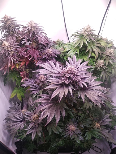 Growreport Bild 1