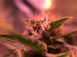 Growreport Bild 20