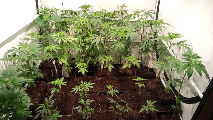 Growreport Bild 34