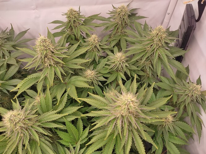 Growreport Bild 13