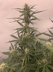 Growreport Bild 25