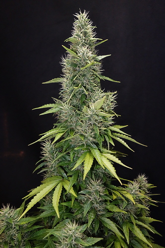 Growreport Bild 3