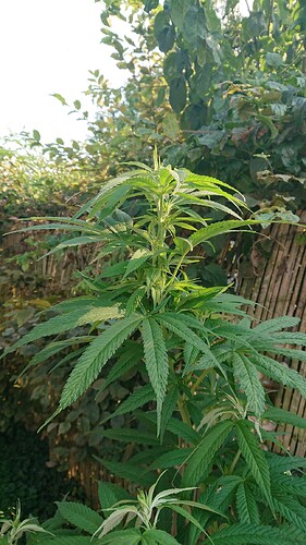 obscura1659643394676