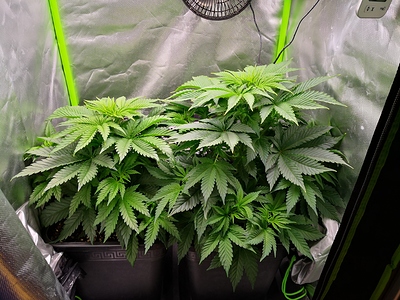 Growreport Bild 2