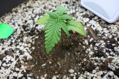 Ein junger Cannabis-Keimling mit mehreren Blättern, der in Erde mit Perlit wächst.