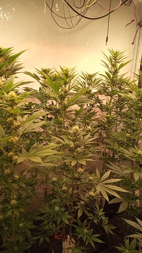 Growreport Bild 2