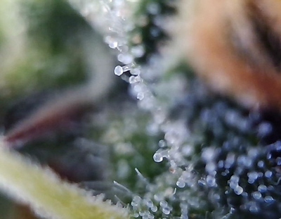 Growreport Bild 13