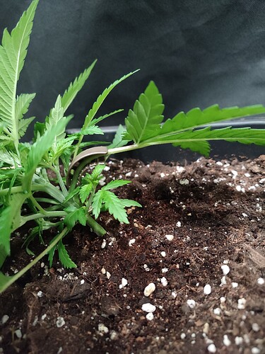 Growreport Bild 4