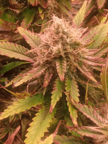 Growreport Bild 30