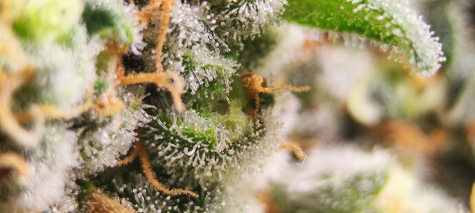 Growreport Bild 1