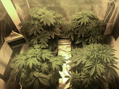 Growreport Bild 1