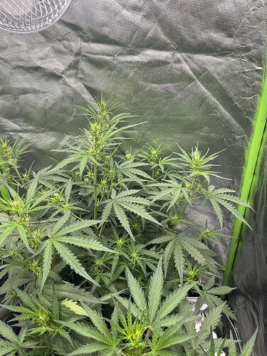 Growreport Bild 39