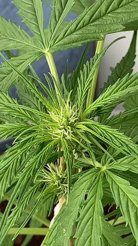 Growreport Bild 7