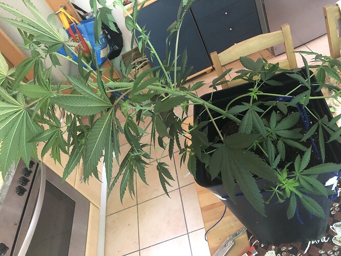 Growreport Bild 7